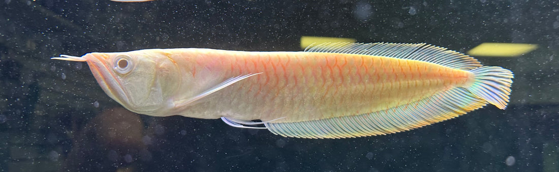 Albino Silver Arowana (8”)