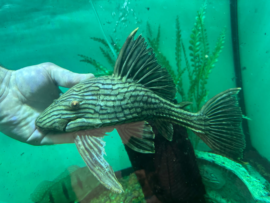 LARGE L330 1/2 Spotted Watermelon Pleco (9-10”)