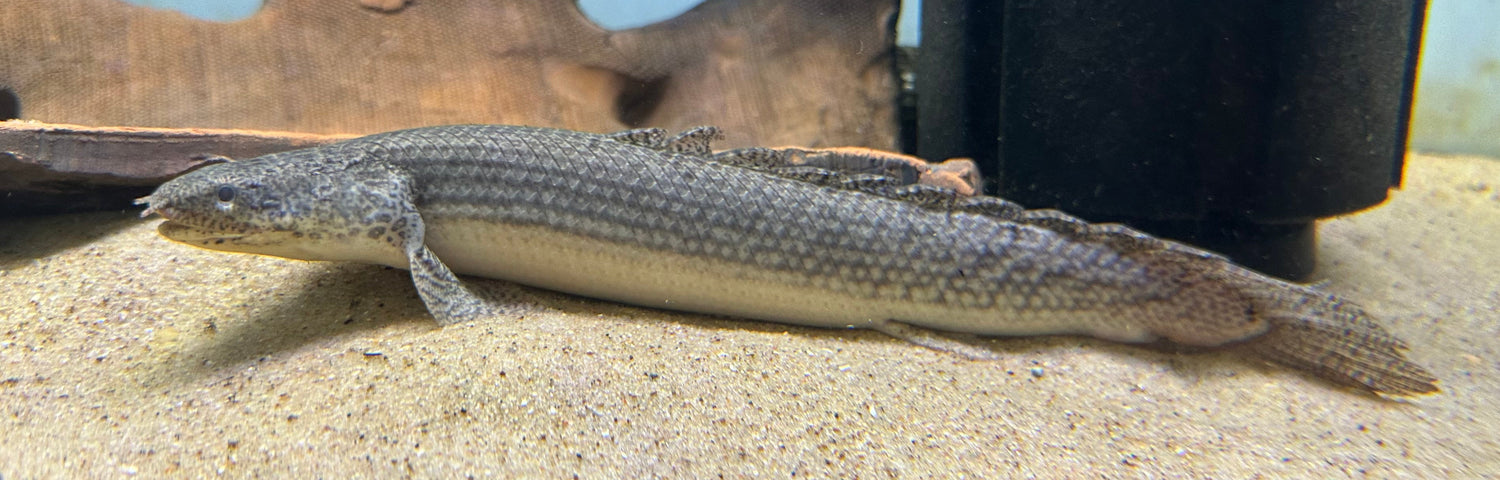 XL Patternless Delhezi Polypterus (9”+)