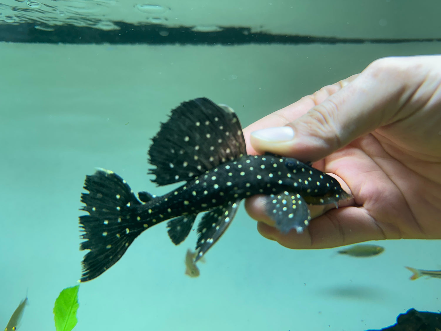 L240 Vampire Pleco (3.5-4”)