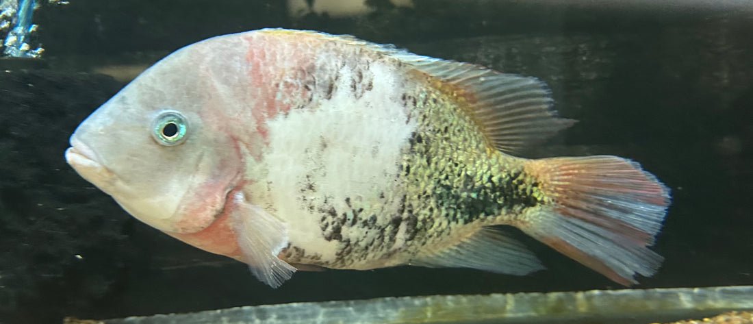 XL Marble Fenestratus Vieja Cichlid (7–8”)