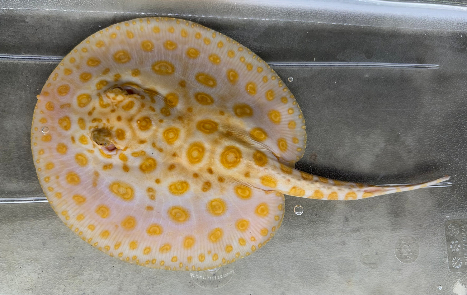 Albino Black Diamond Hybrid Stingray (Female 7”)