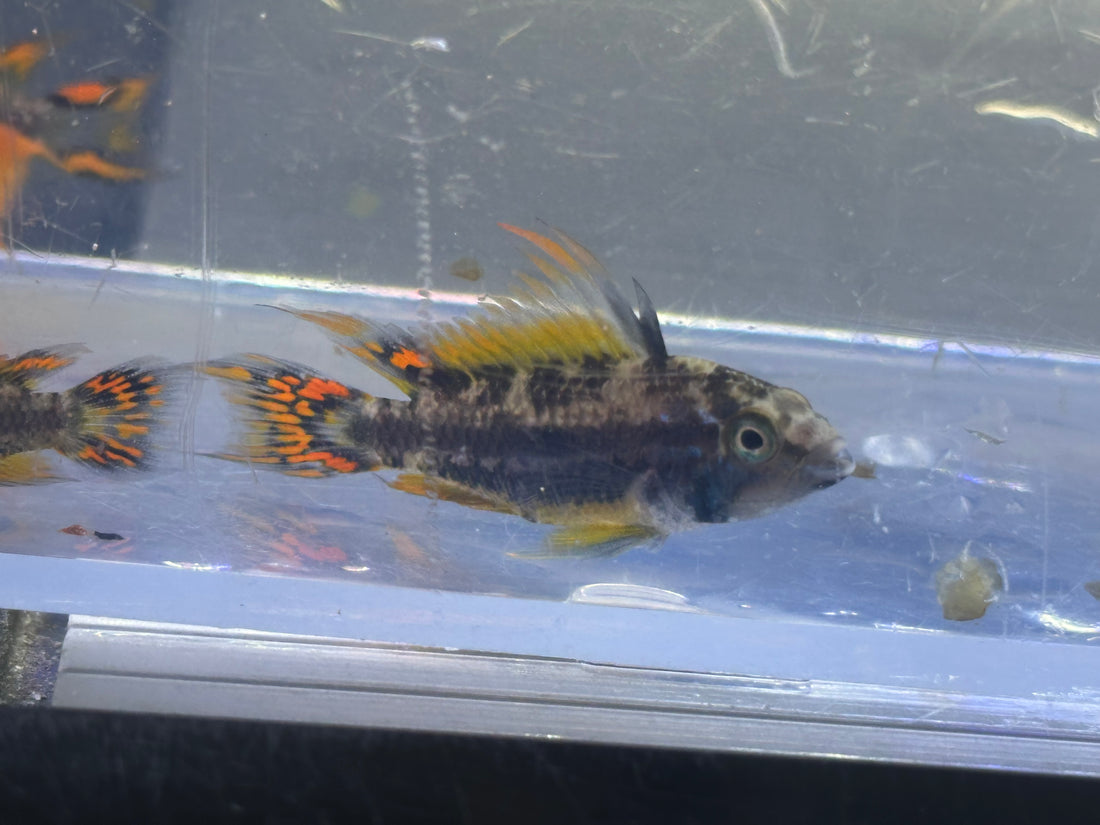 Cockatoides Apisto Pair (1.25-1.5”)