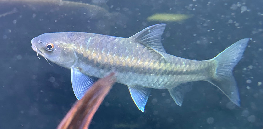 Blue Mahseer (8”)