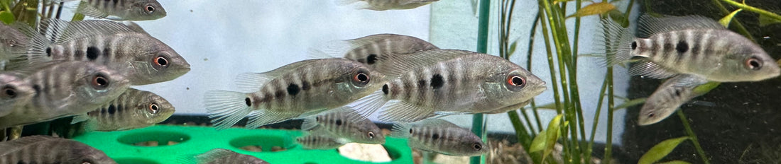 Baby Hybrid Midas Cichlid (.75-1”)