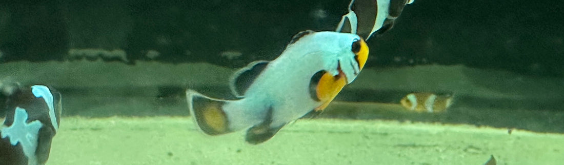 Snowflake Clown Fish (1”)