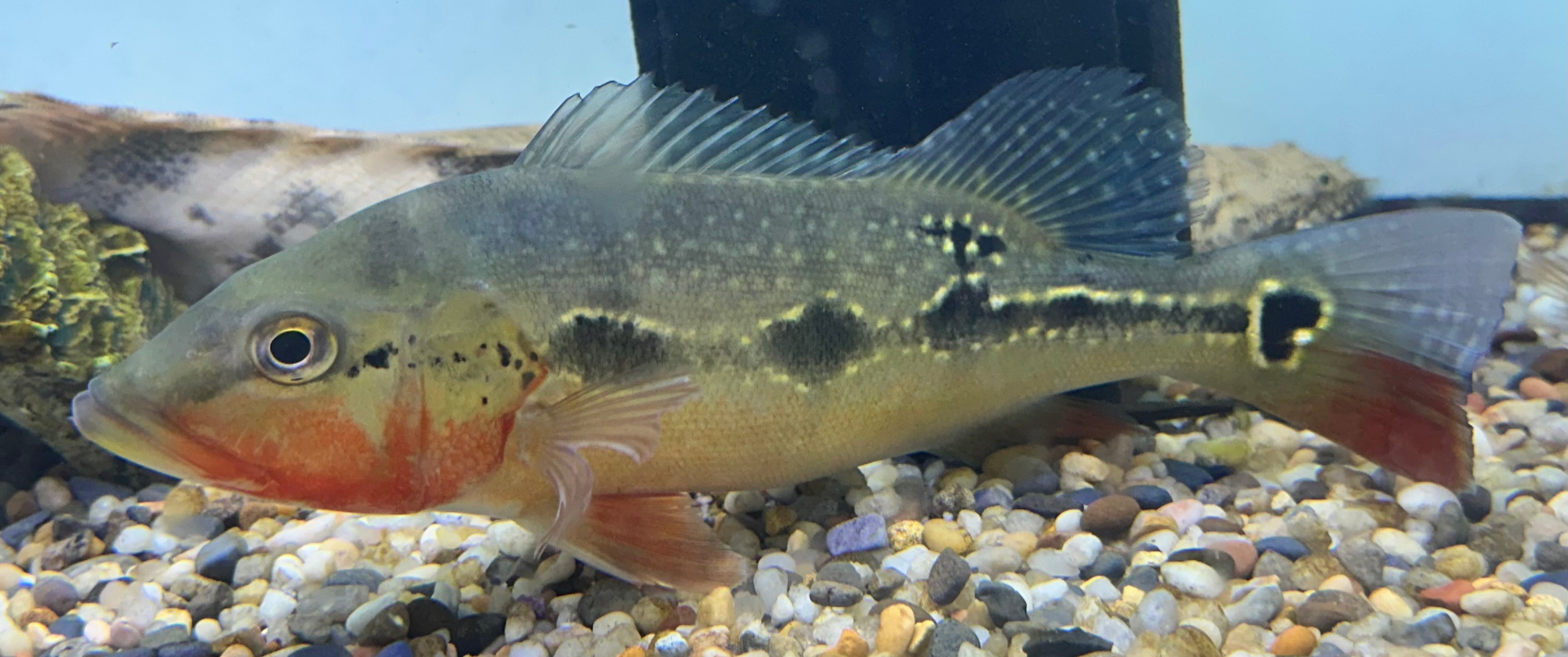 Large Fogo Peacock Bass (8-9”)