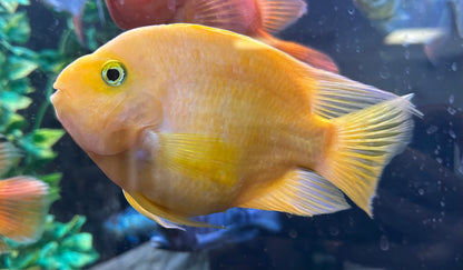 XL Assorted Parrot (5.5-6”)