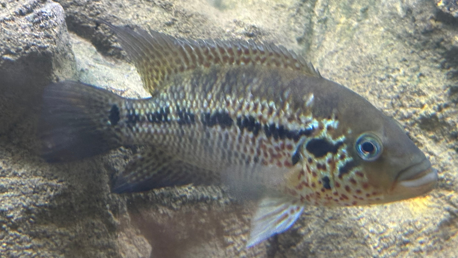 Male Red Tiger Motaguense Cichlid (6-6.5”)