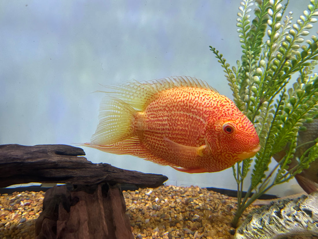 Jumbo Red Severum (8”+)