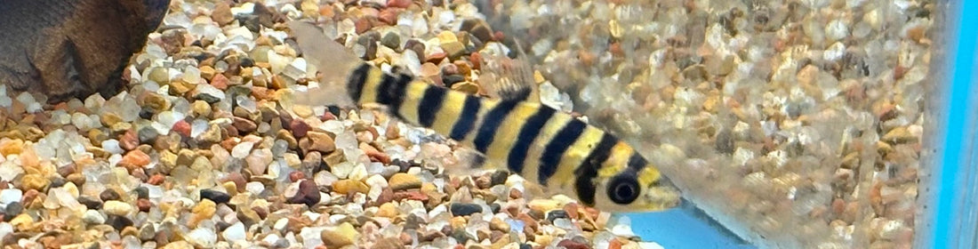 Leporinus fasciatus (2”)