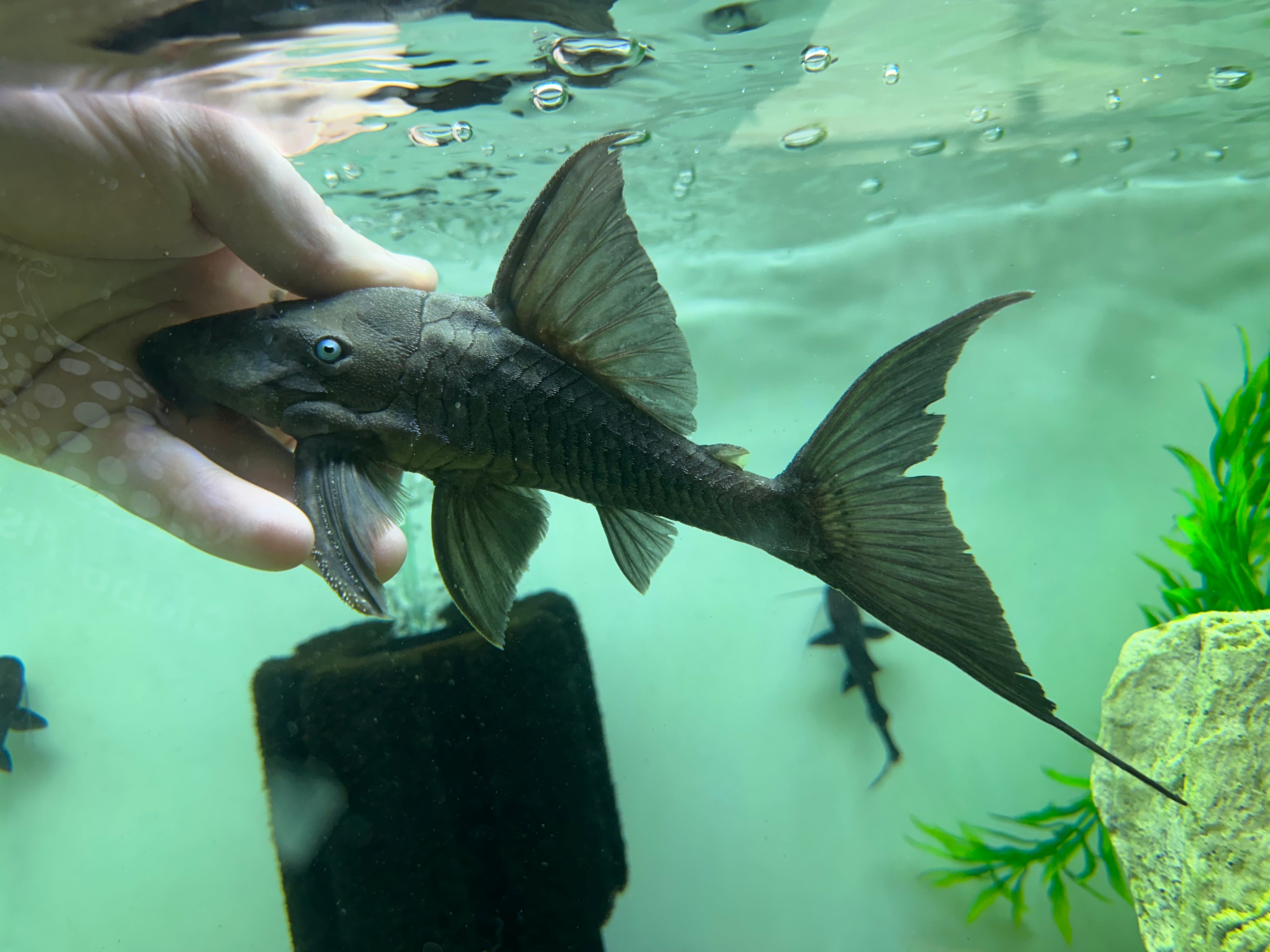 Blue Eye Panaque Pleco (7-8”)