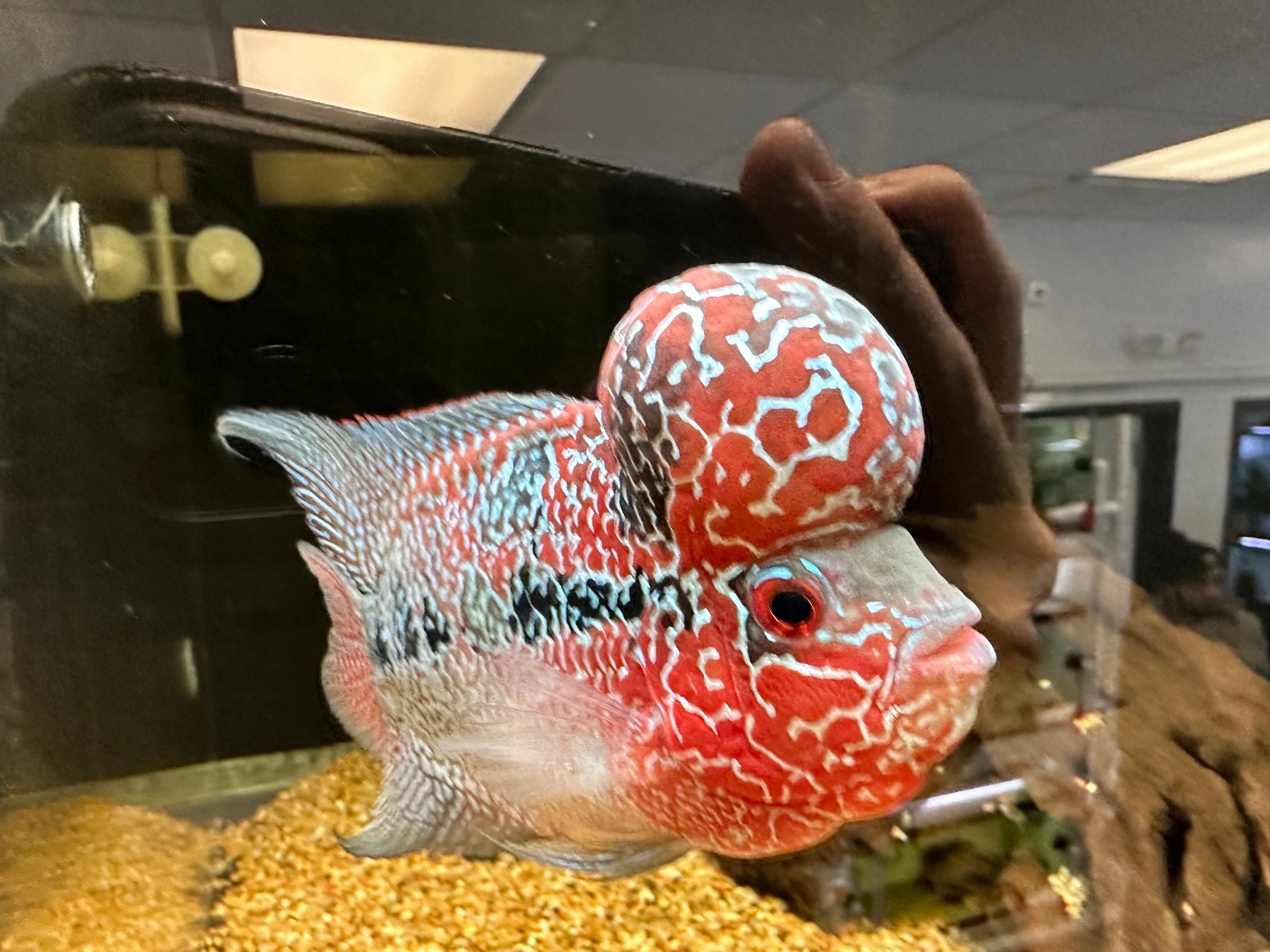 Super Red Dragon Flowerhorn (4.5-5”)