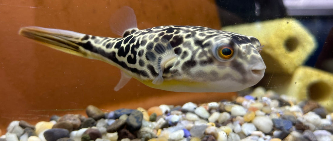Mbu Puffer (5”)