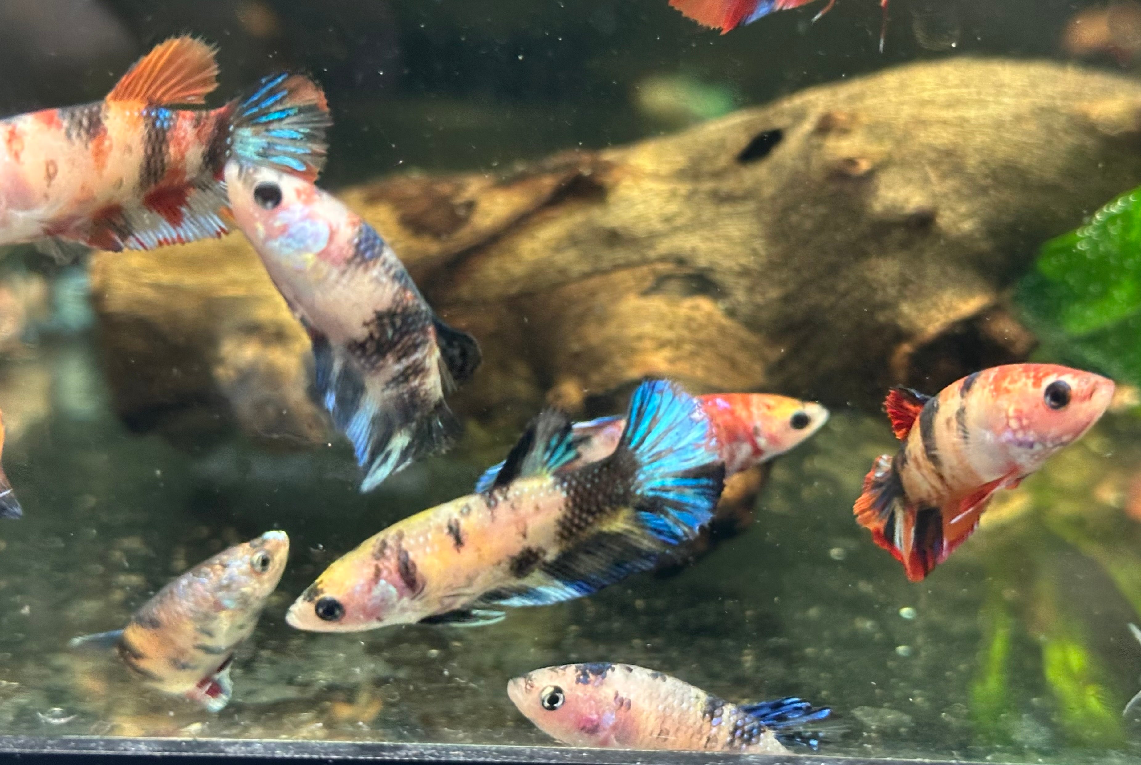 Assorted Galaxy Koi Female Betta (2”)