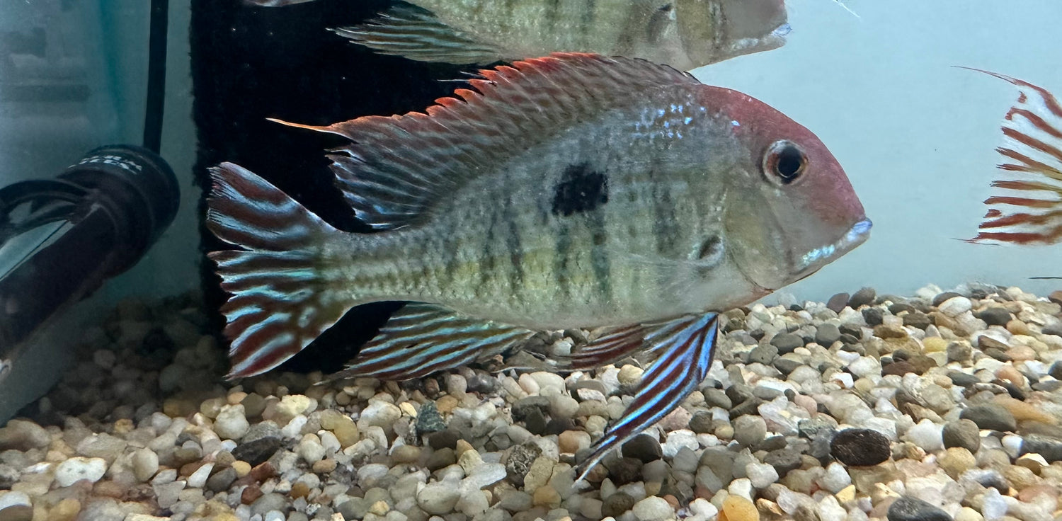 XL Red Head Tapajos Geophagus (5”+)