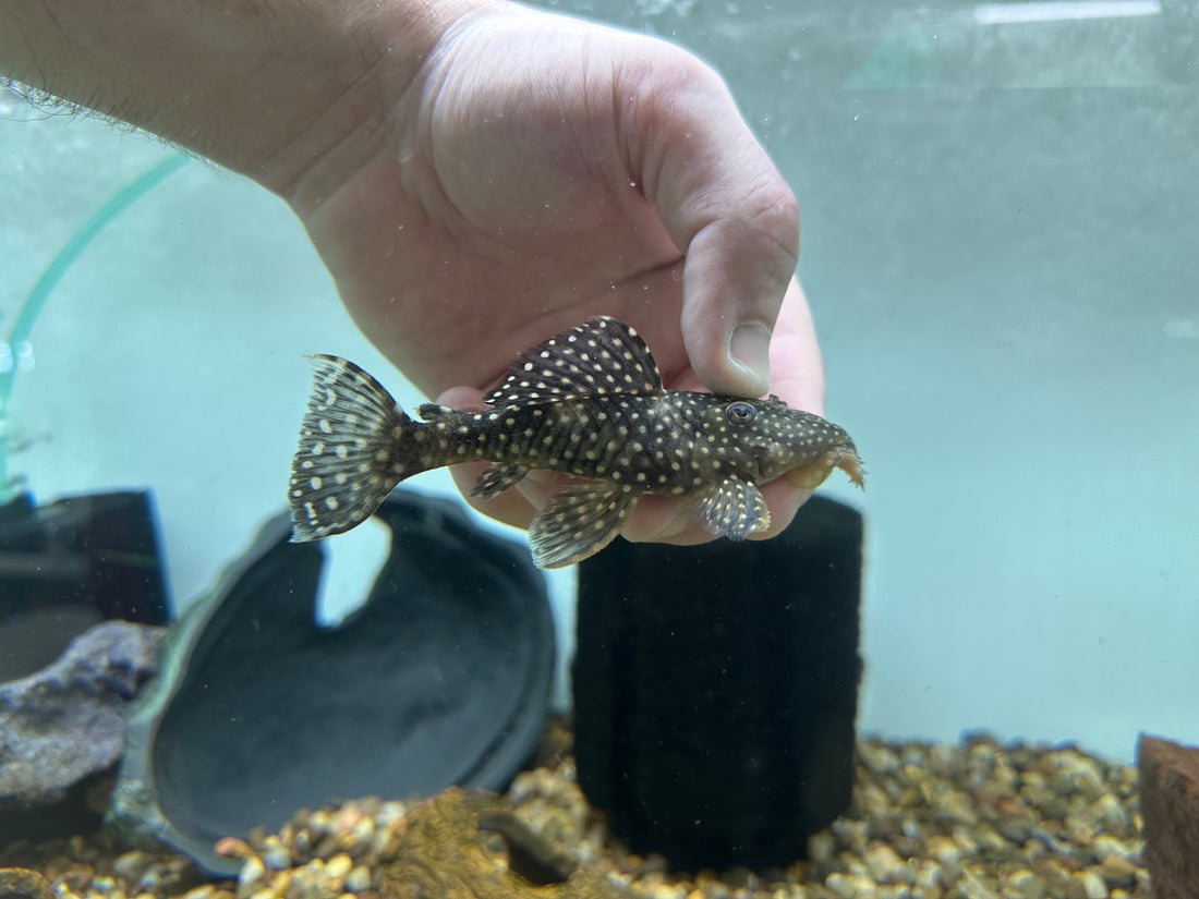 L007 Vampire Pleco (3-3.5”)