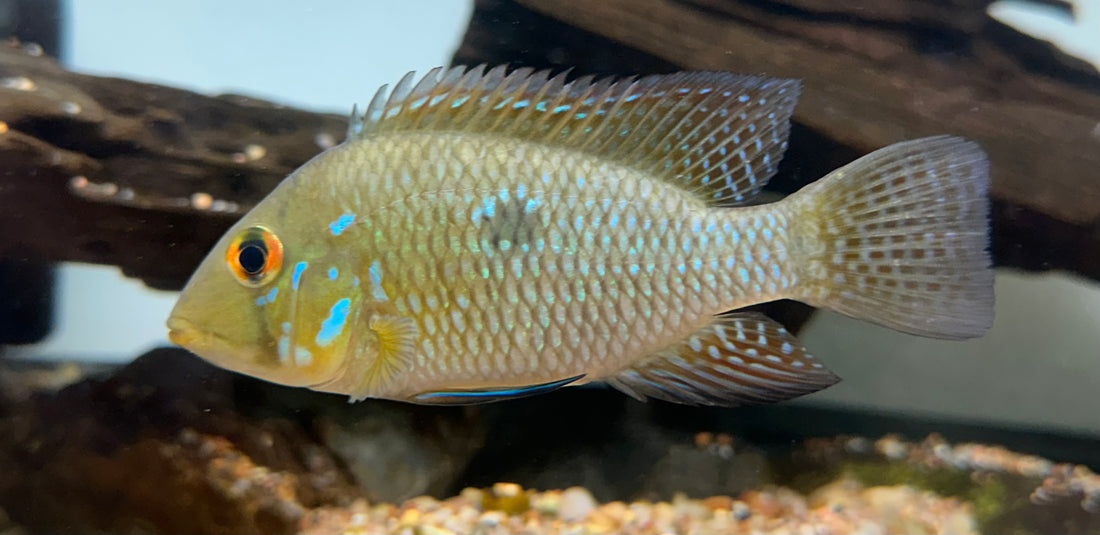 Geophagus Brasiliensis (3.5-4”)