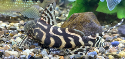 Ornatipinnis Synodontis Catfish (7”)