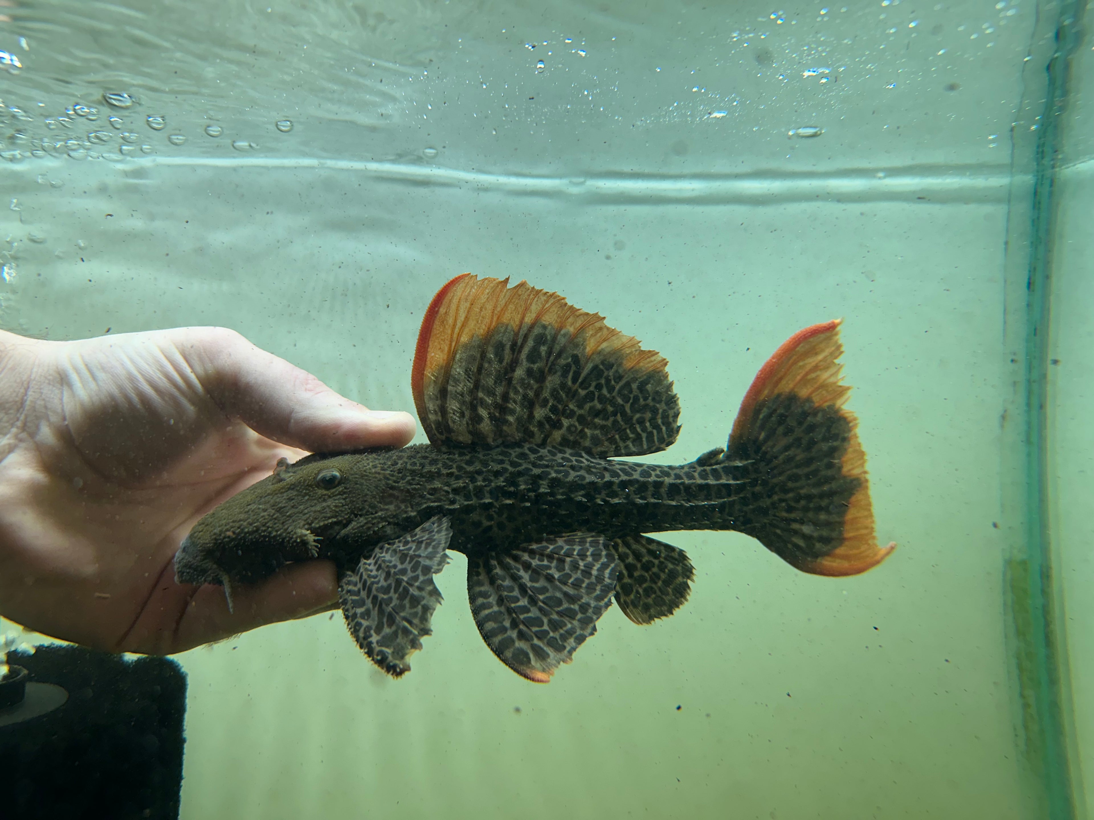 XL L600 Leopard Cactus Pleco (8-9”)