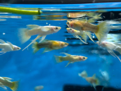 Platinum/Gold Ribbon Guppy Pair (1”)