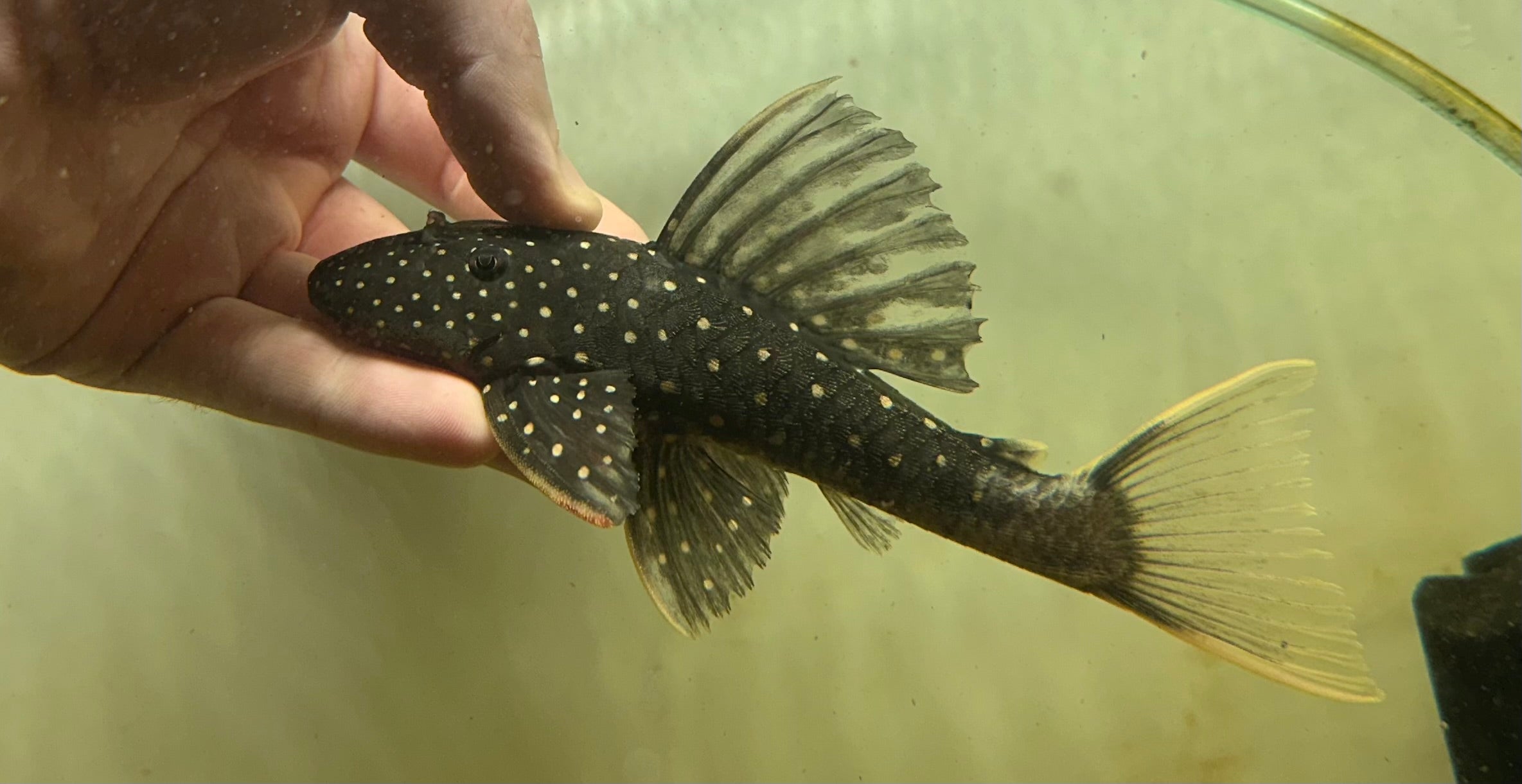 Phase II Luteus Pleco (6”)