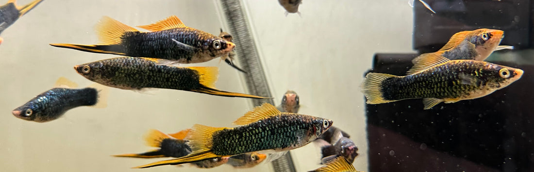 Large Black Swordtail (2.5-3”)