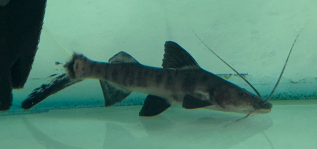 Baby Juruense Catfish (2.5-3”)