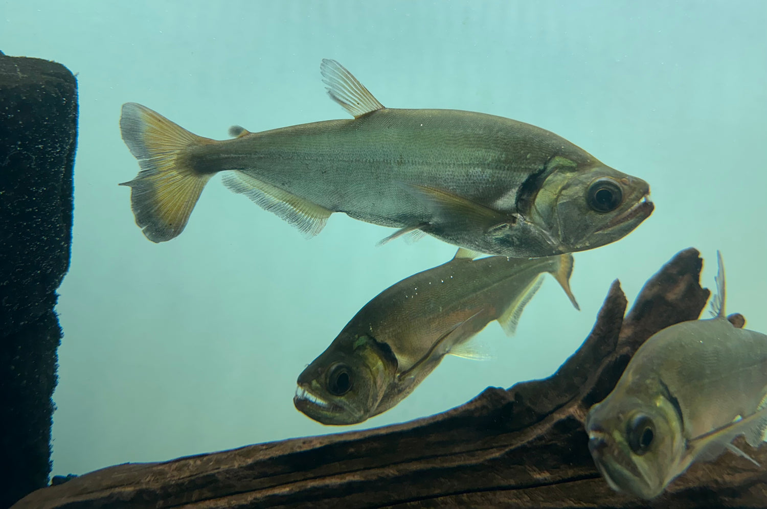 Large Redtail Payara Vampire Fish (7-8”)