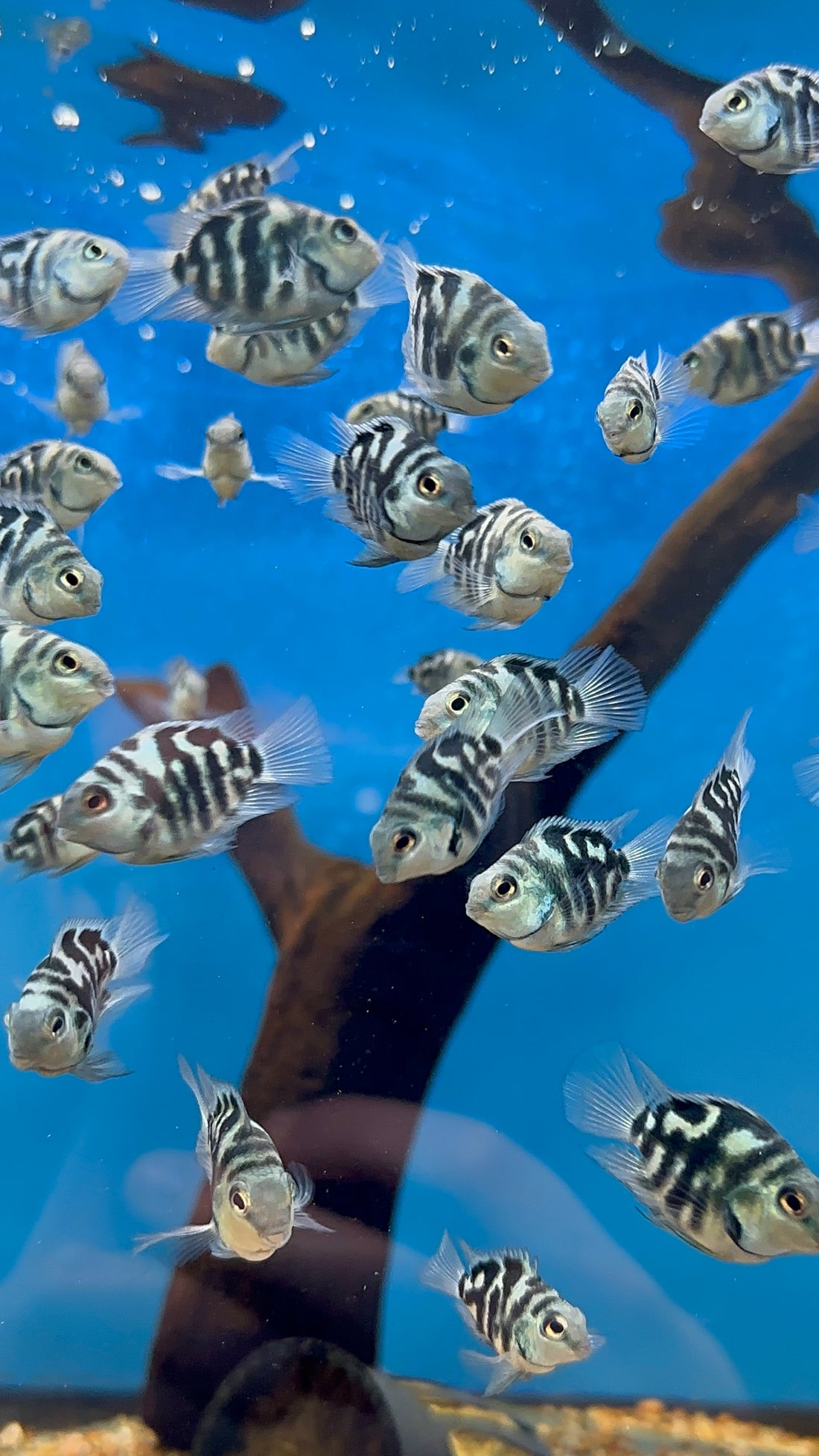 Loro polar (1,5”)