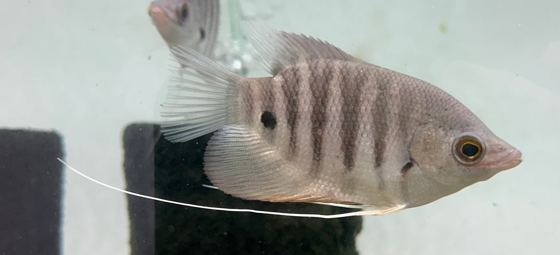 Red Tiger Gourami (3”)