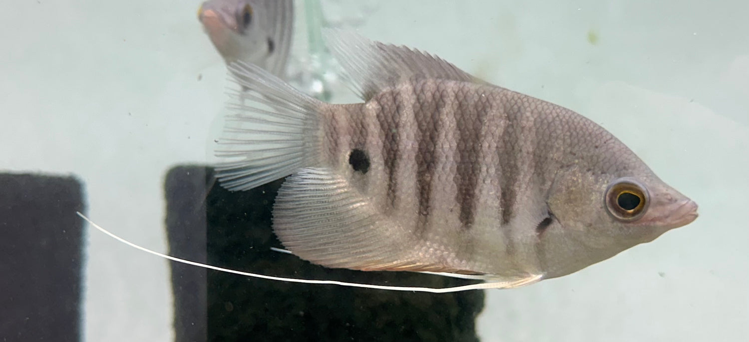 Red Tiger Gourami (3”)