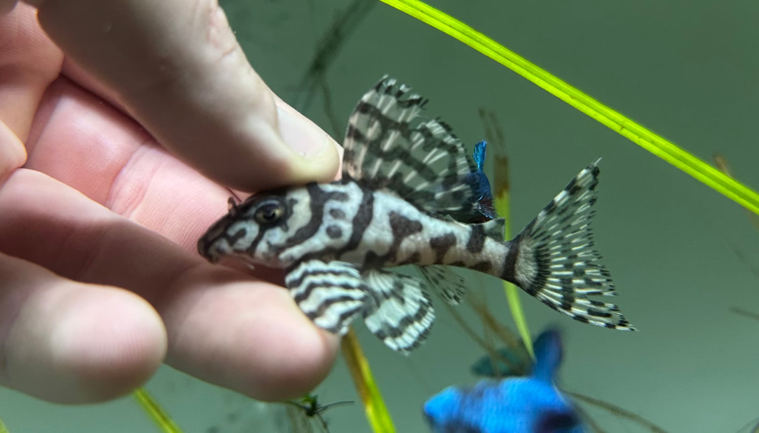 LARGE L236 Super White Pleco (2.75-3”)