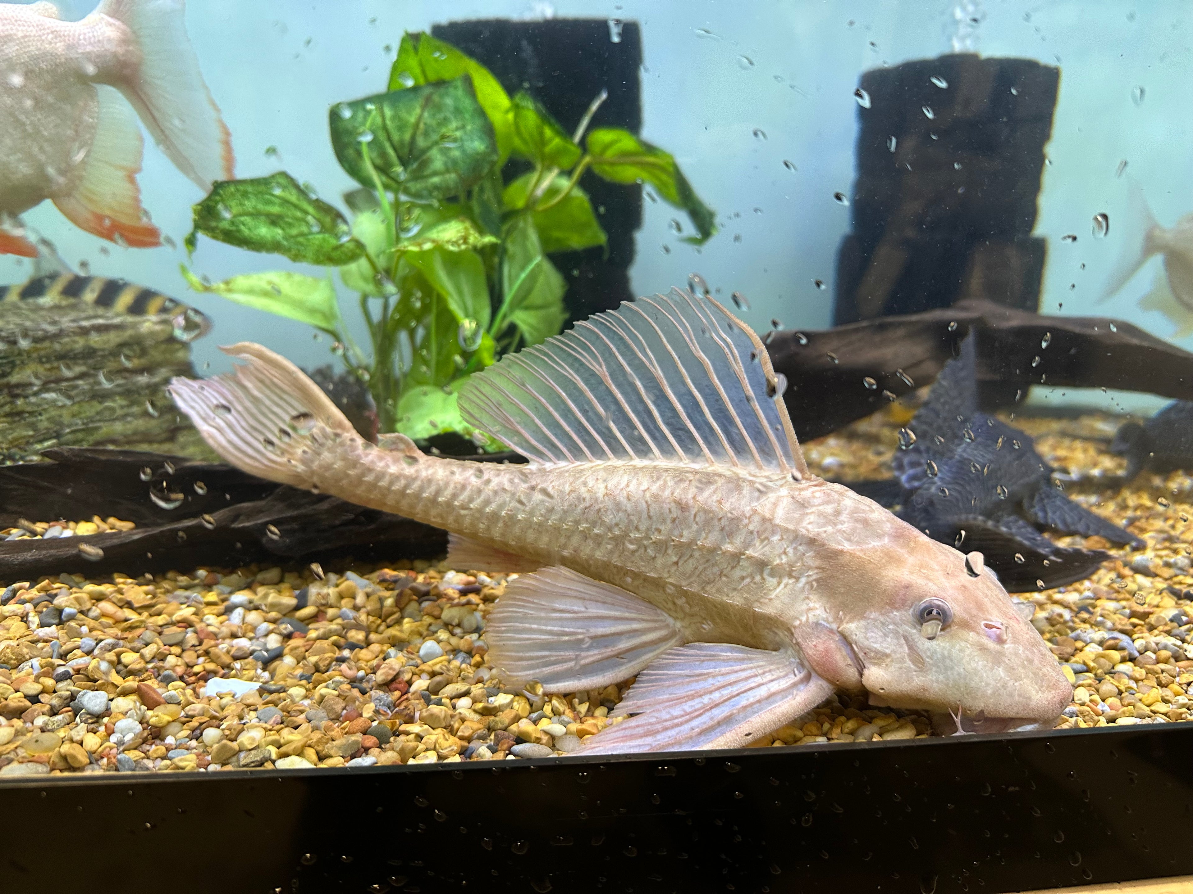 XL Chocolate Pleco (13-14”)