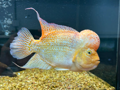 XL Male Goldenbase Flowerhorn (8-9”)