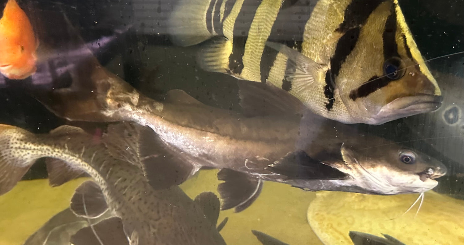 XL Paroon x Redtail Hybrid Shark Catfish (18”)