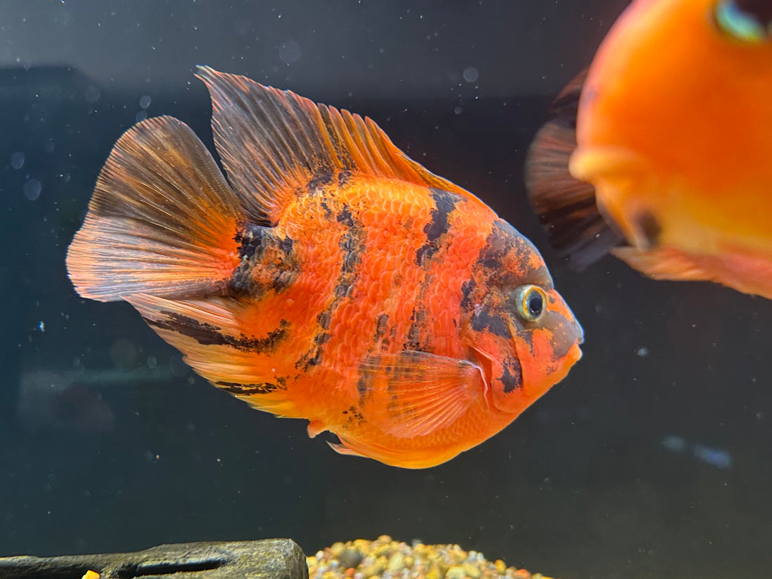 Large Red Tiger Parrot (6”)
