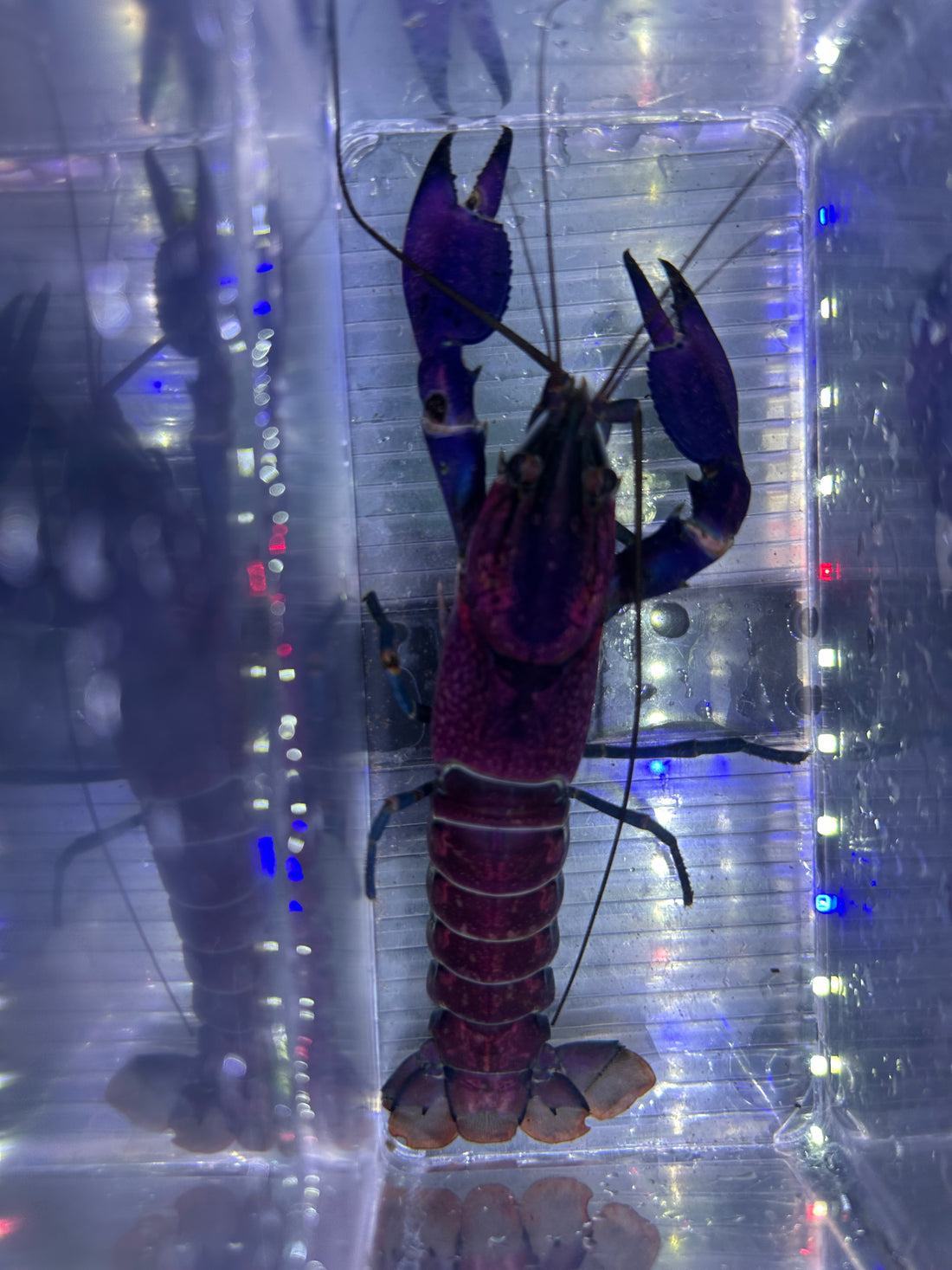 Large Purple Papuan Crayfish Pair (6-7”)