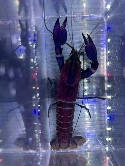 Large Purple Papuan Crayfish Pair (6-7”)