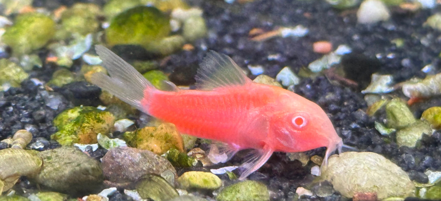 Pink Glow Cory (1.25-1.5”)