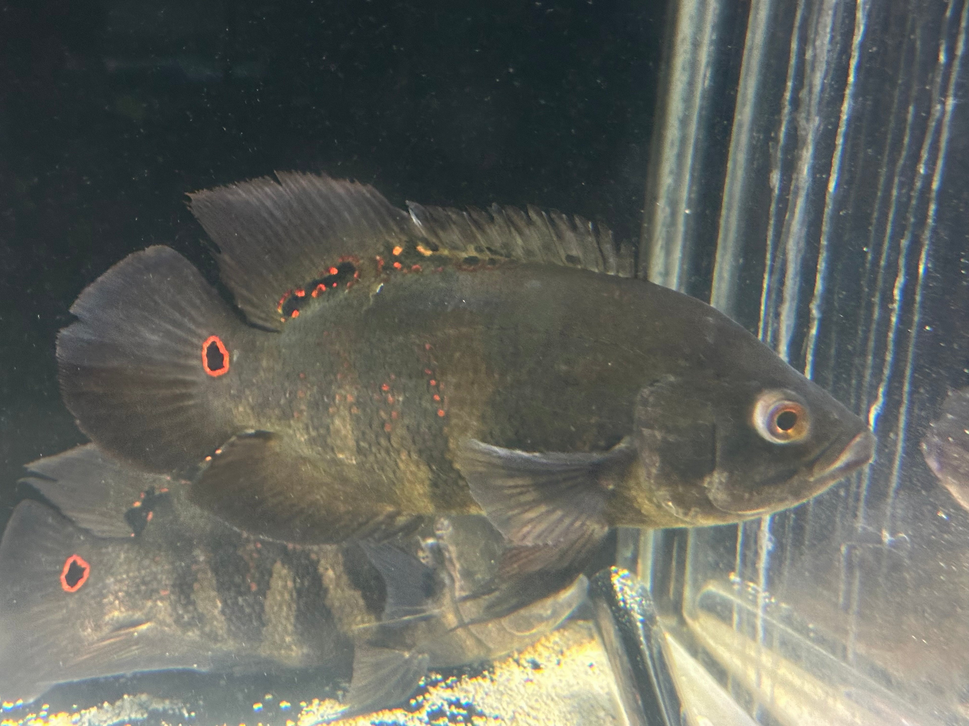 XL Wild Caught Oscar (7-8”)