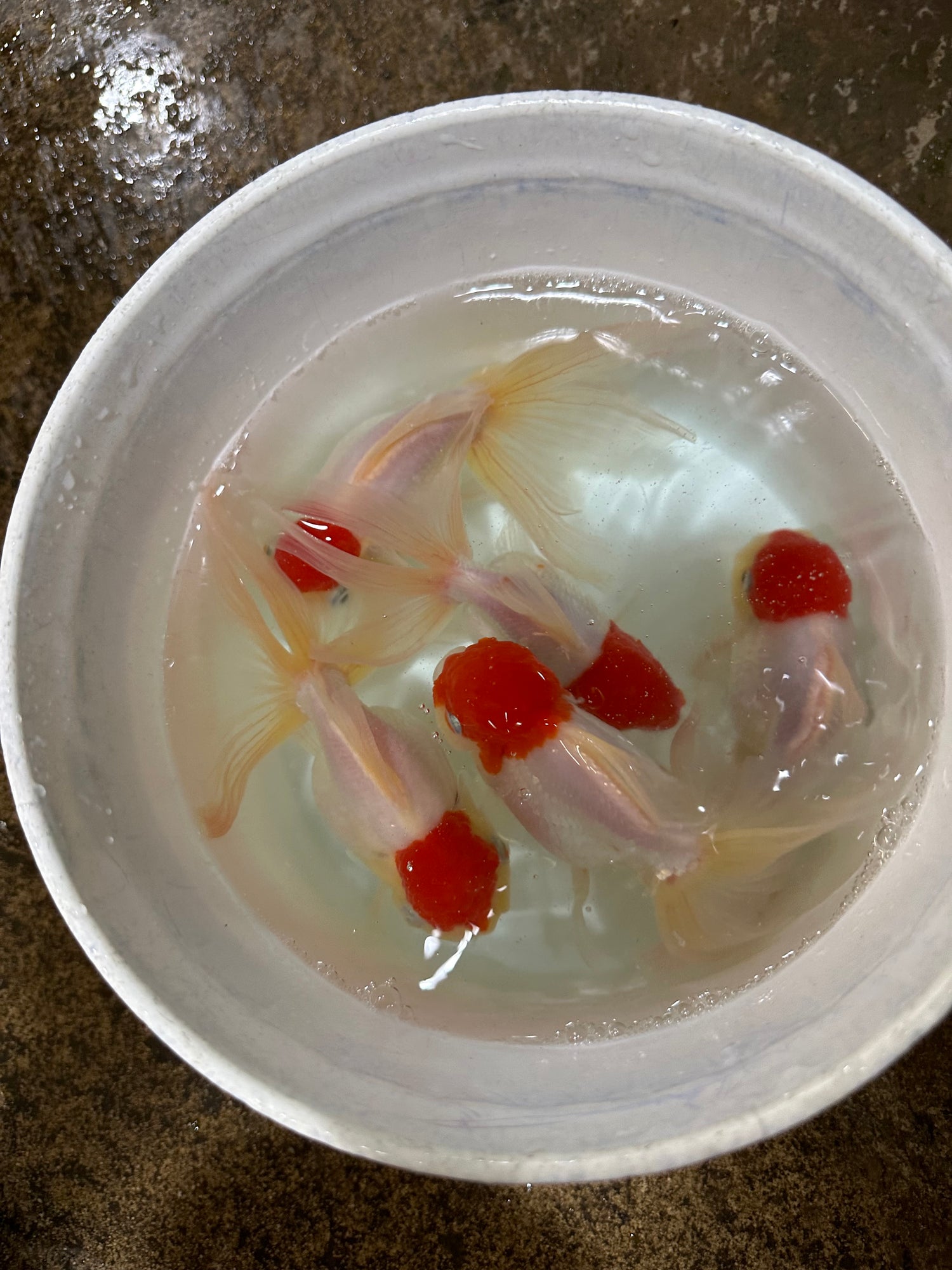 XL Red Cap Oranda Goldfish (4”)