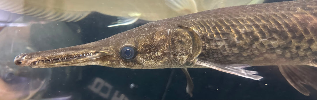 XL Alligator Gar (24-25”+)