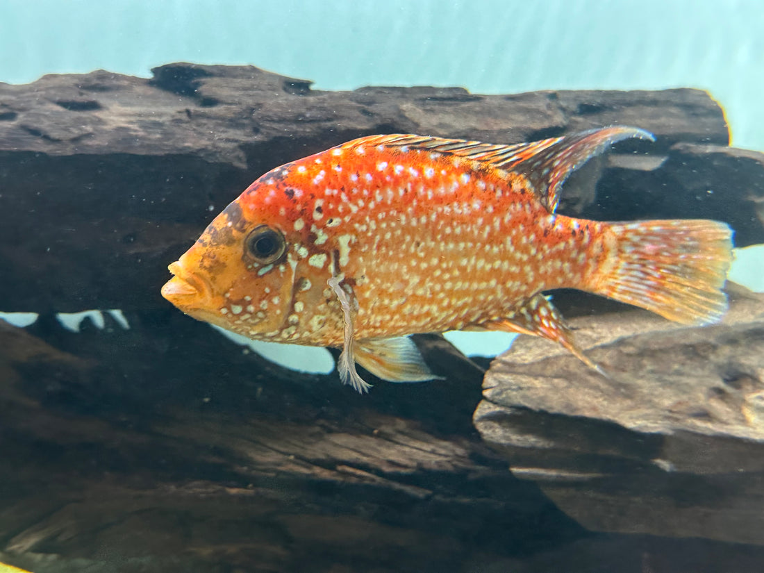Red Texas Cichlid (5”)