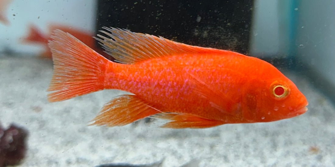 Male Albino Red Strawberry Peacock Cichlid (2.5-3”)