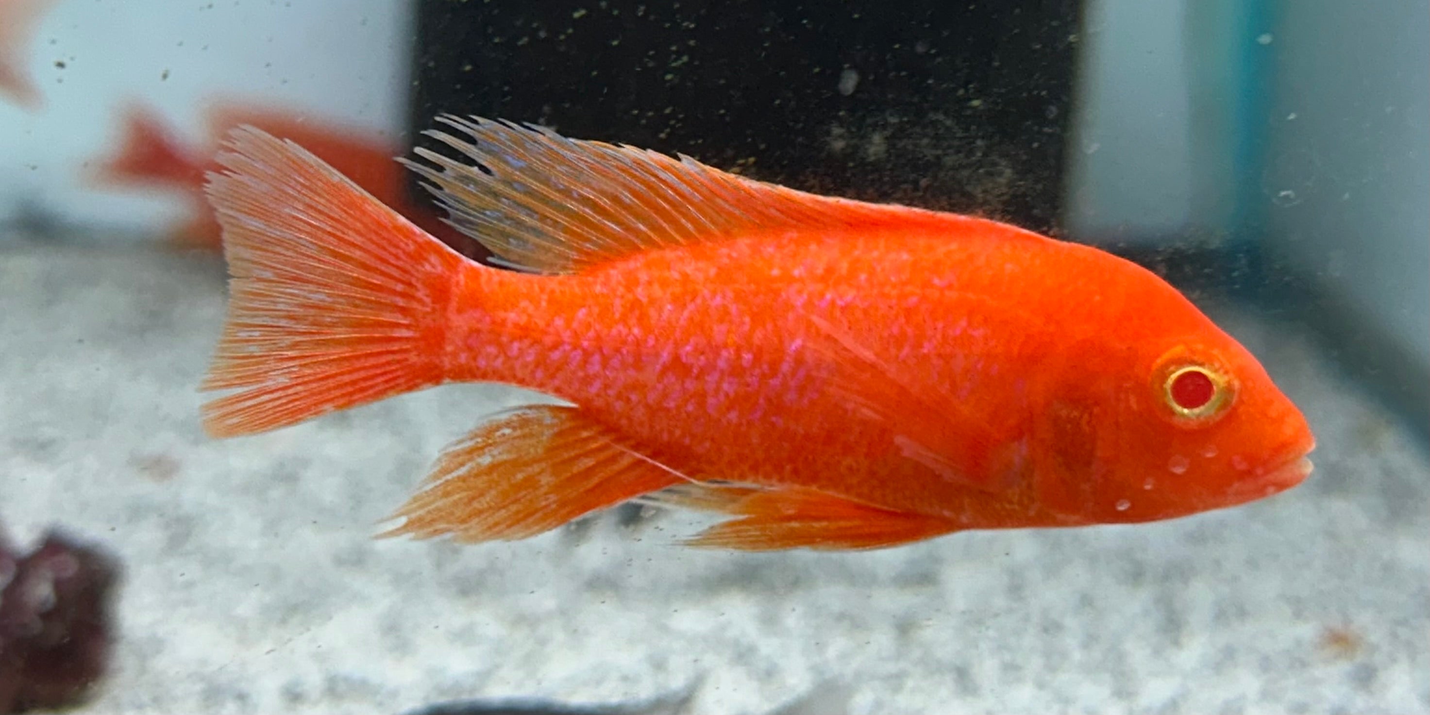 Male Albino Red Strawberry Peacock Cichlid (2.5-3”)