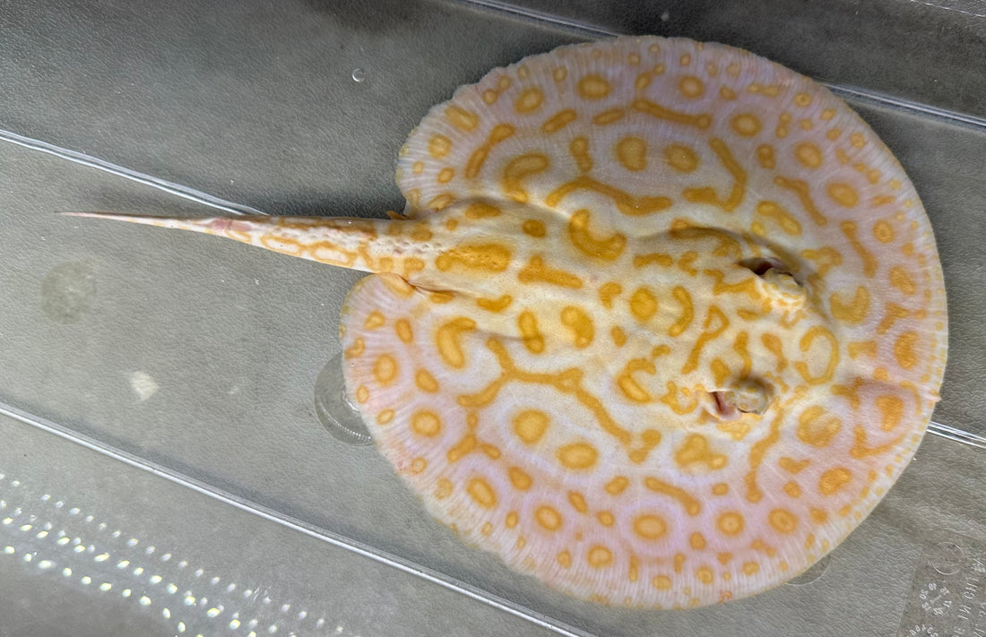 Albino Black Diamond Hybrid Stingray (Male 7–8”)