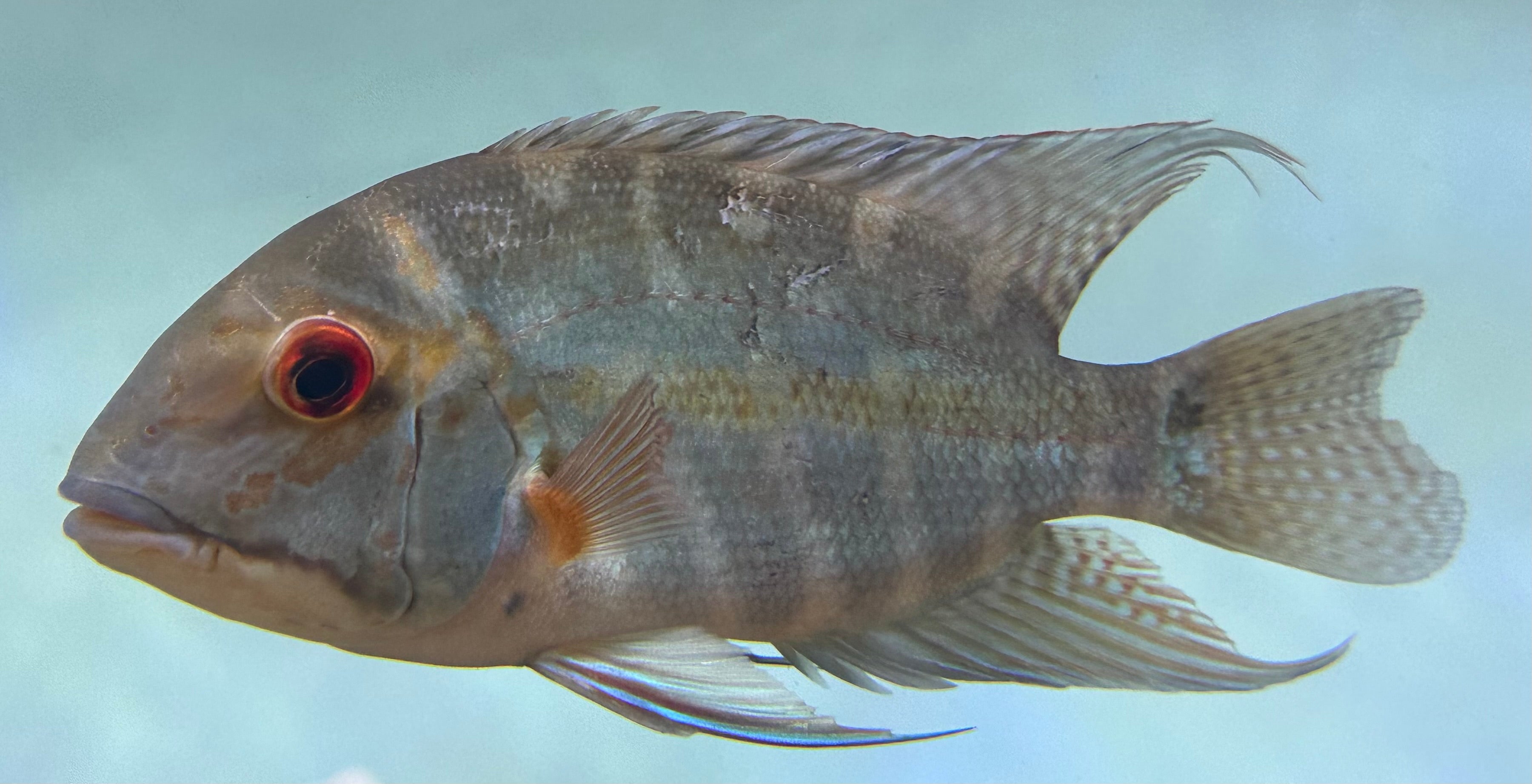 XL True Parrot Cichlid (6.5-7”)