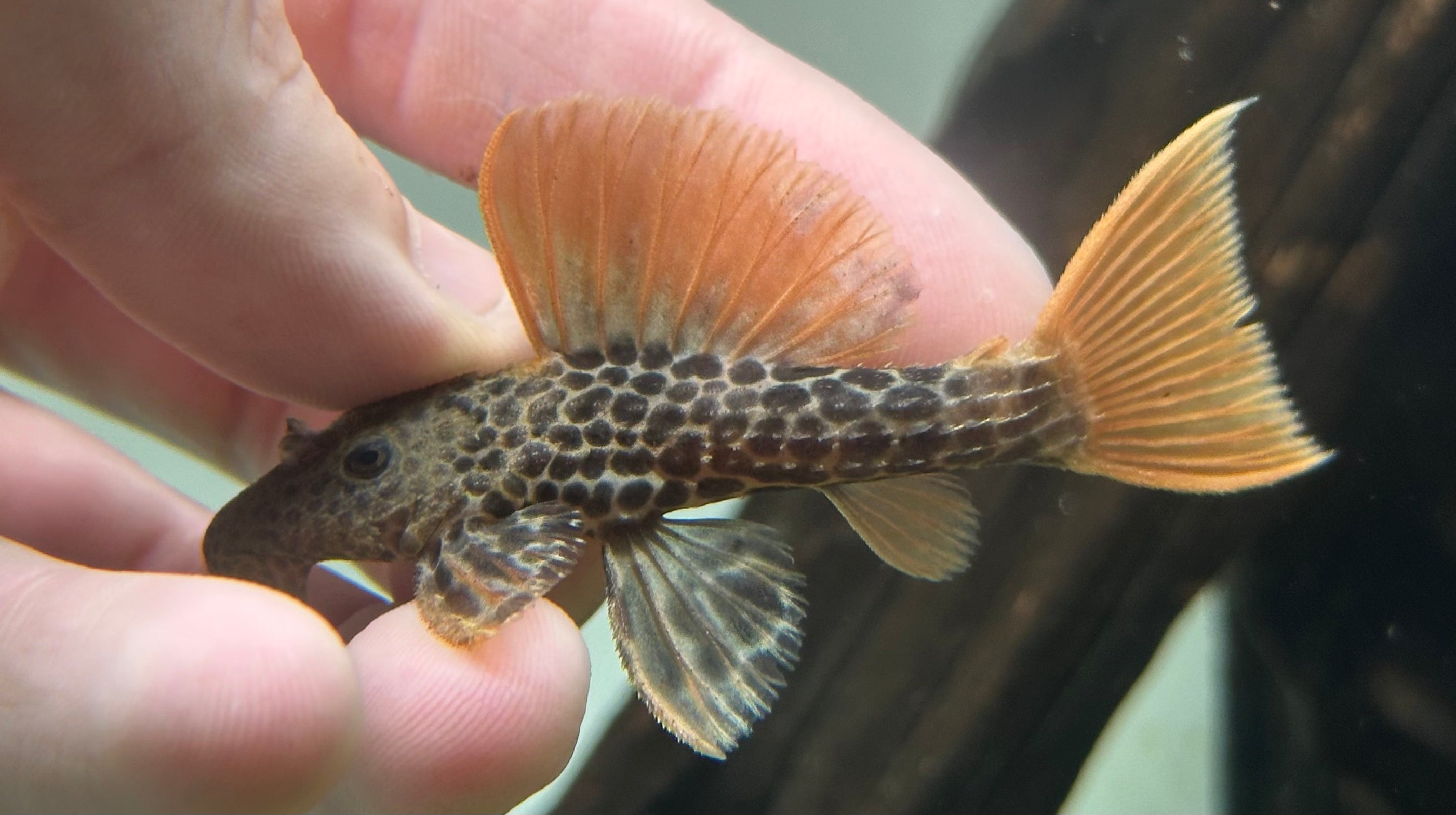 L600 Leopard Cactus Pleco (2.5”)