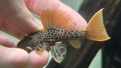 L600 Leopard Cactus Pleco (2.5”)